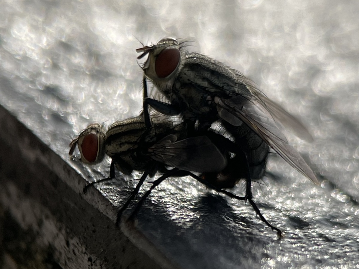 苍蝇交配苹果12promix加卡色大师微距镜头拍摄