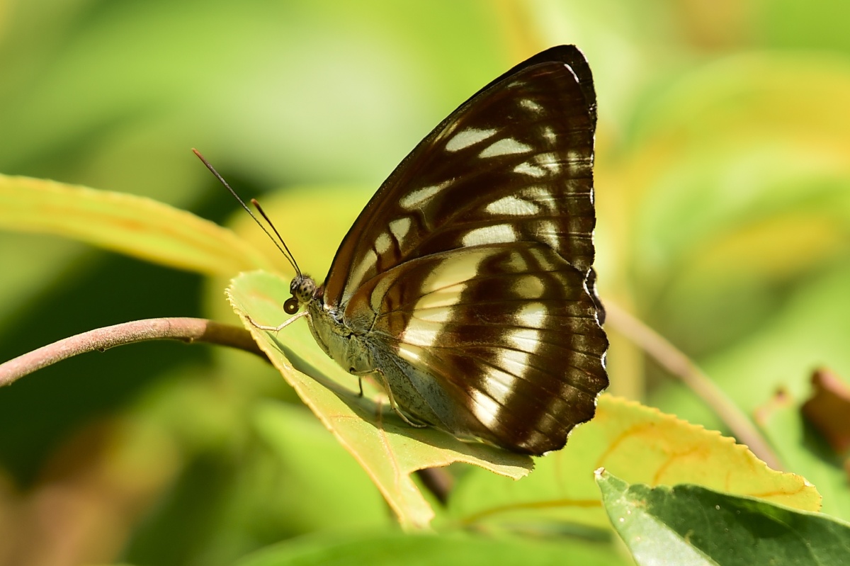 小环蛱蝶 - 摄世未深cty - 图虫