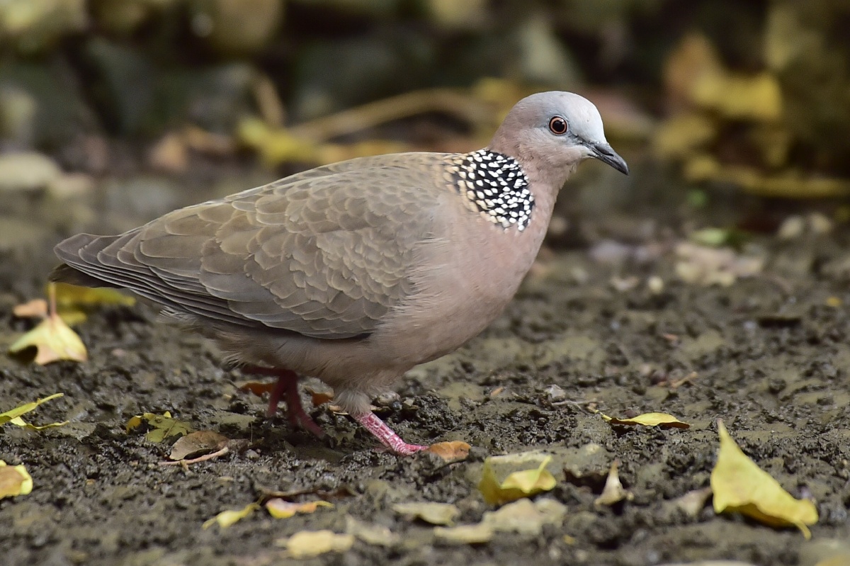 珠颈斑鸠地上捡果实吃