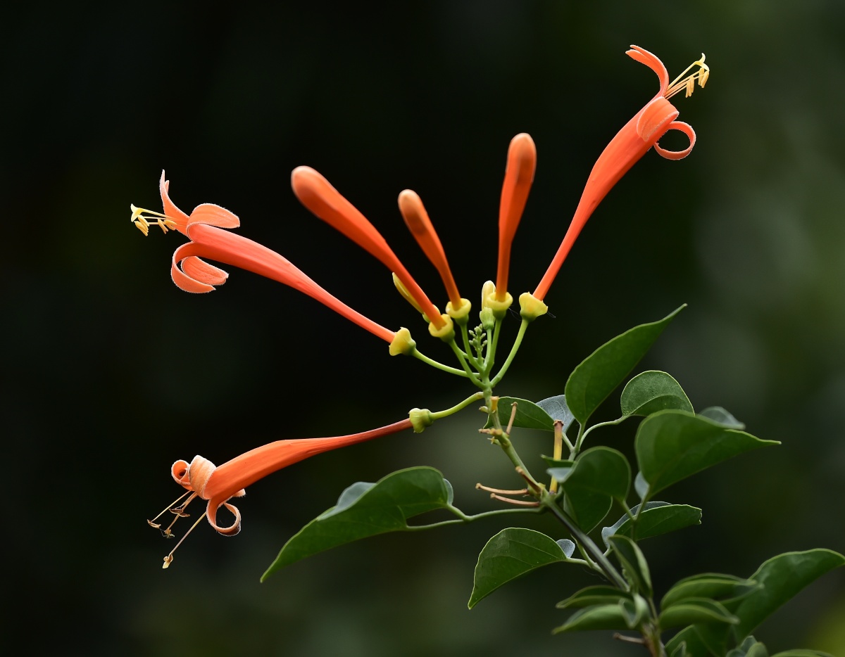 1/137花叶子植物花园生物学精致的炮仗花