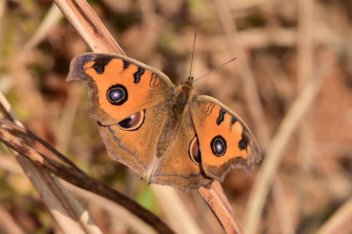 气温回升拍到一只漂亮的美眼蛱蝶