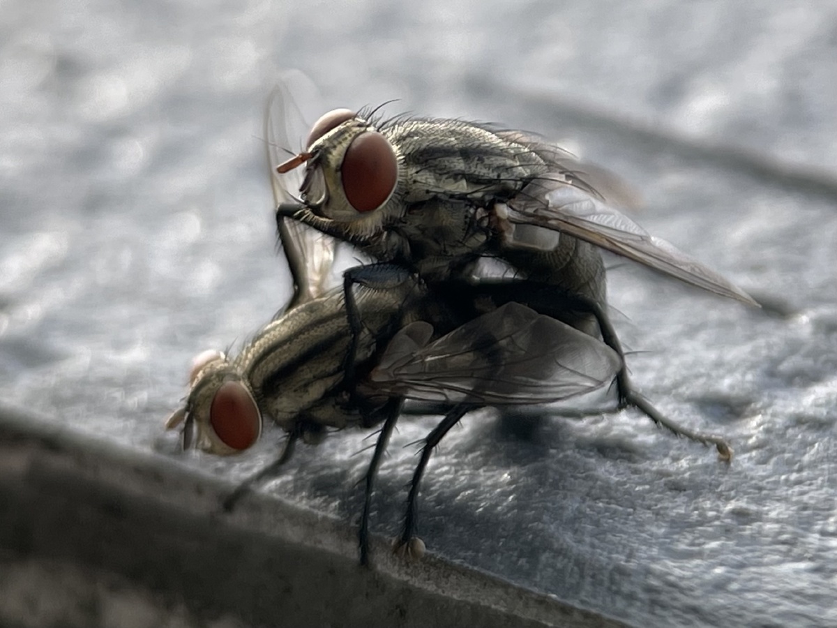 苍蝇交配苹果12promix加卡色大师微距镜头拍摄