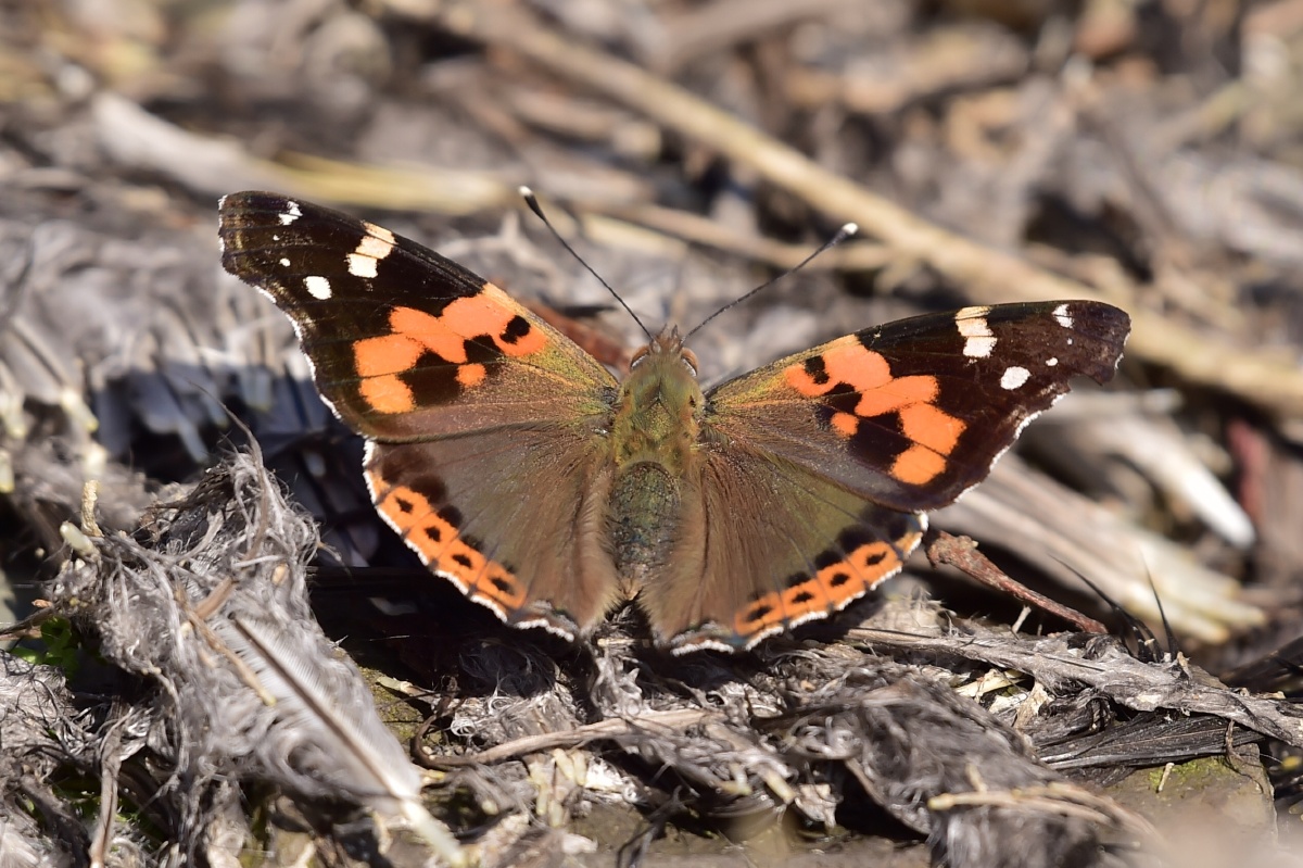 大红蛱蝶 - 摄世未深cty - 图虫