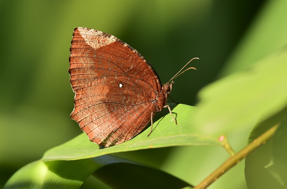 翠袖锯眼蝶,我倒是很喜欢这种蝶,虽然没有鲜艳华丽的色彩,但比起五颜