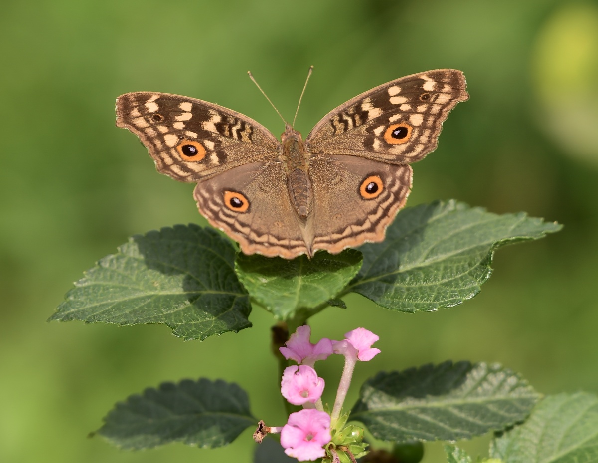 蛇眼蛱蝶, - 摄世未深cty - 图虫