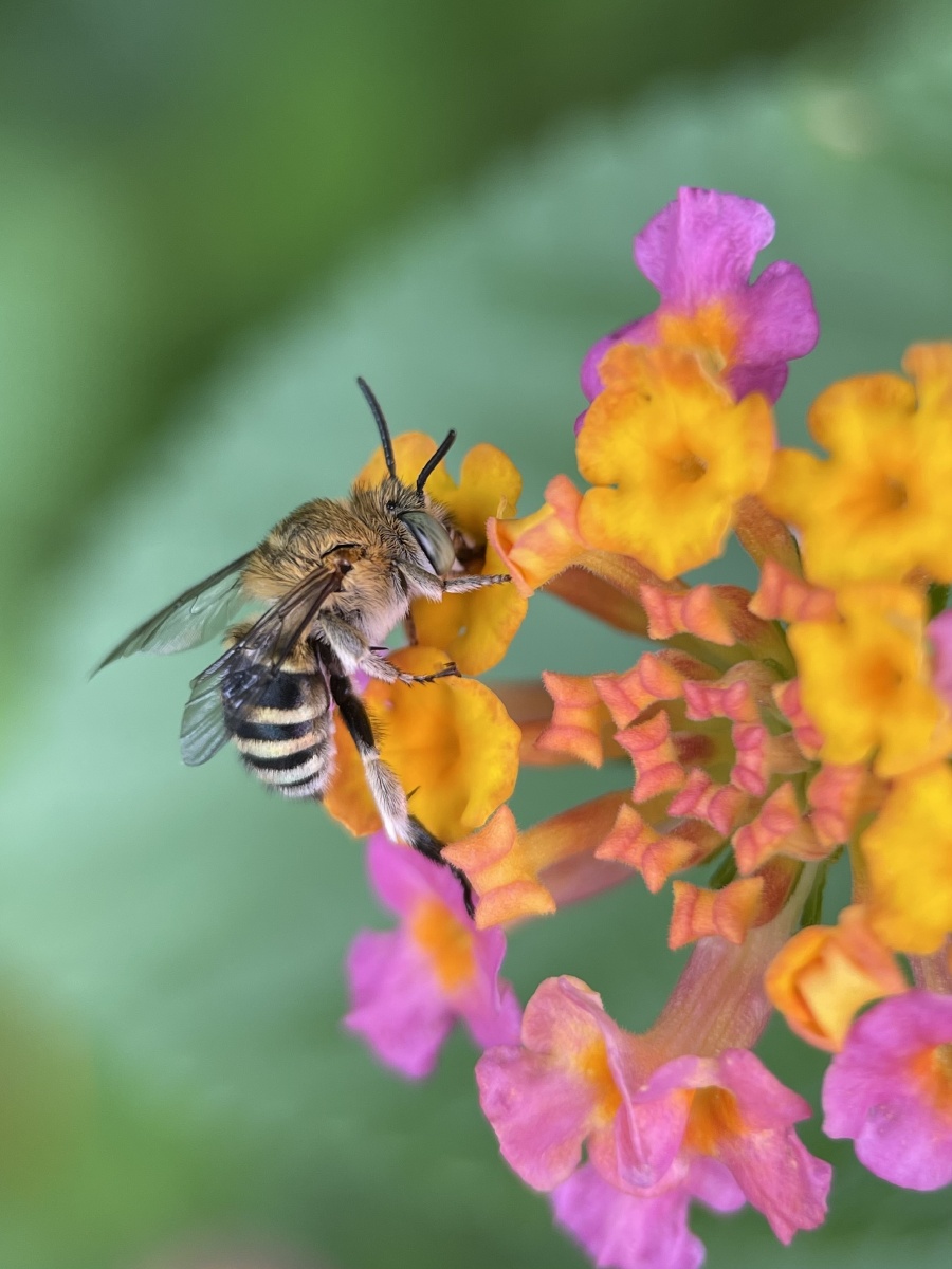 青条花蜂拍了几天算是逮到几张清楚的了