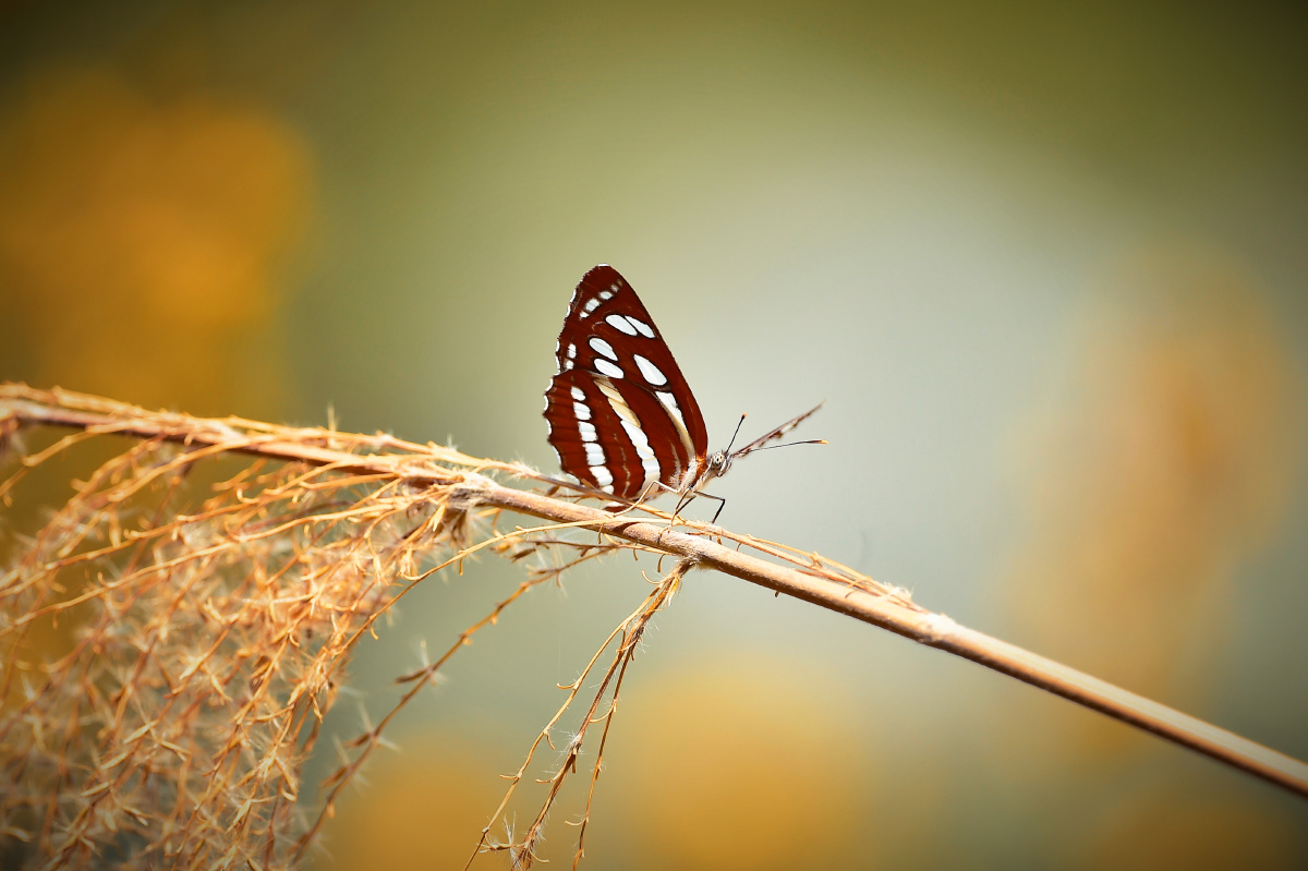 小环蛱蝶, - 摄世未深cty - 图虫