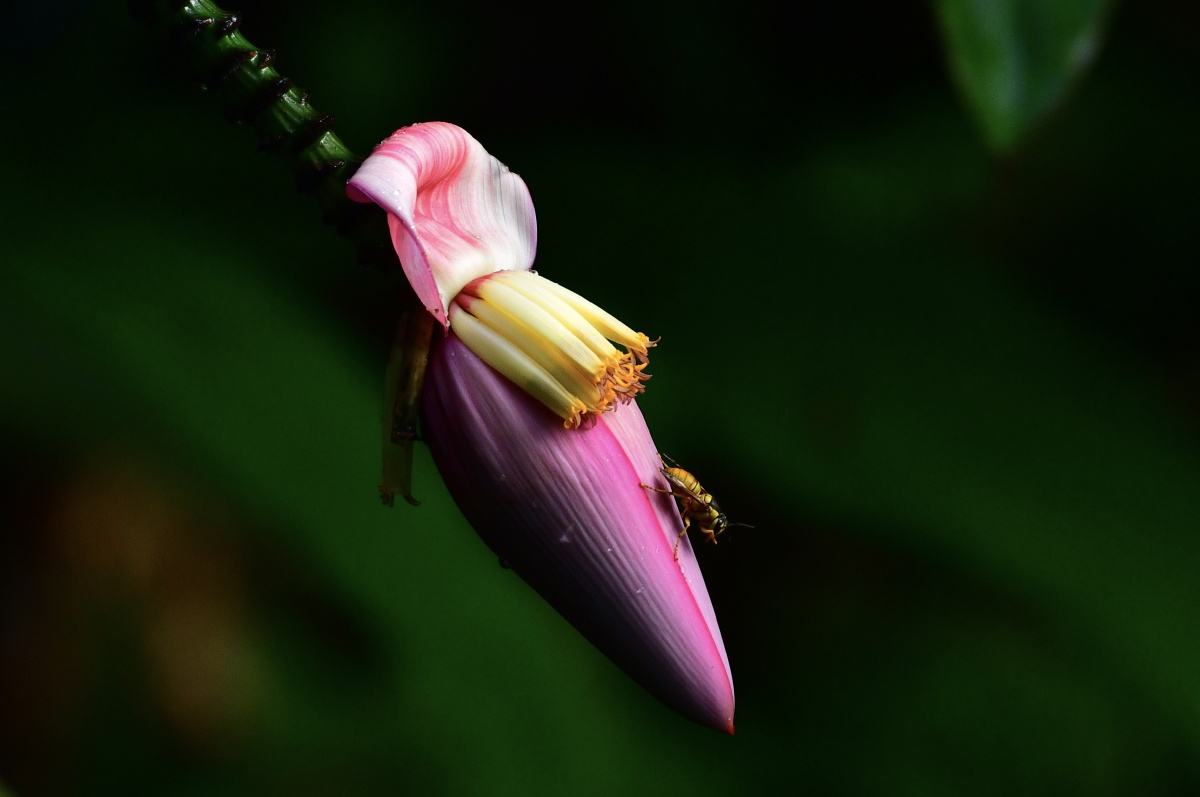 芭蕉花