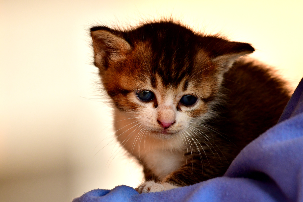 公园里野的小猫咪,被一群小盆友发现了,一只在捏着玩,希望能存活下来