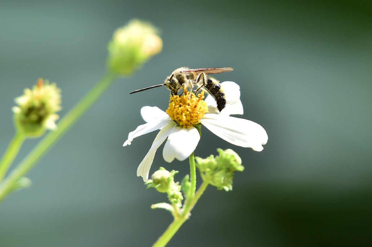 鬼针草蜂