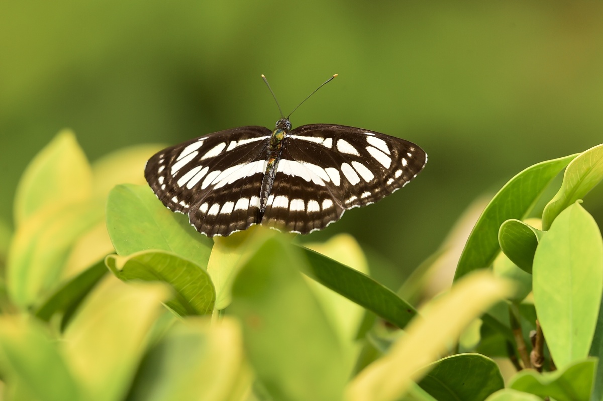 小环蛱蝶…… - 摄世未深cty - 图虫