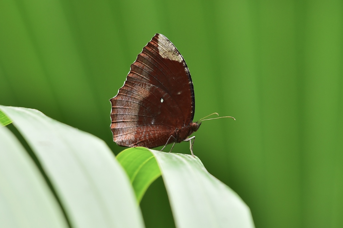 翠袖锯眼蝶就没拍到过它的背面