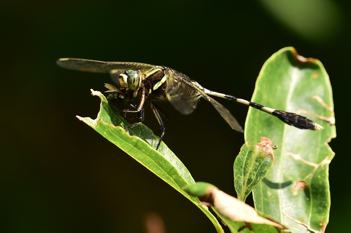 蜻蜓猎食一只苍蝇
