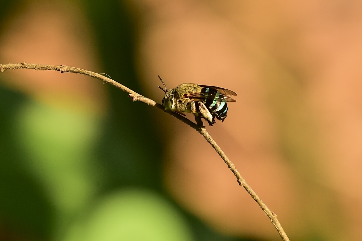 青条花蜂咬着树枝在睡觉