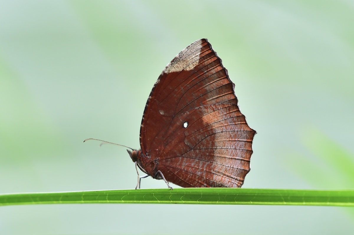 翠袖锯眼蝶就没拍到过它的背面