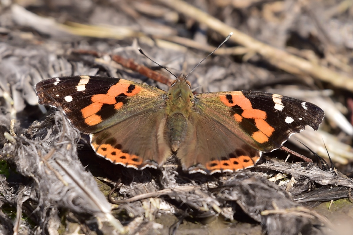 大红蛱蝶 - 摄世未深cty - 图虫