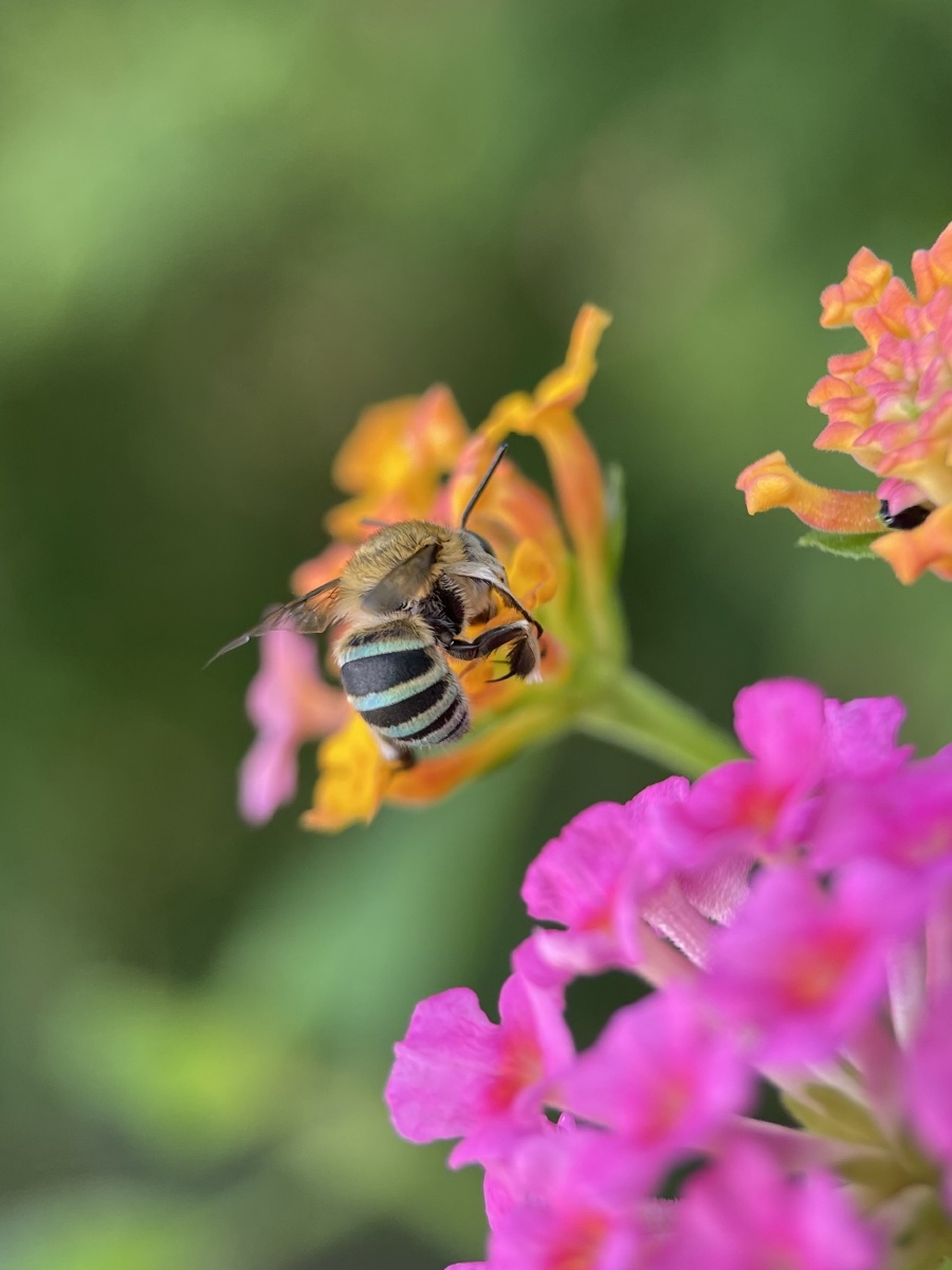 青条花蜂拍了几天算是逮到几张清楚的了