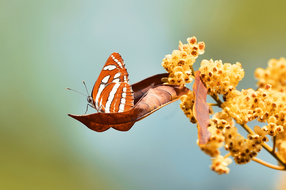 小环蛱蝶, - 摄世未深cty - 图虫