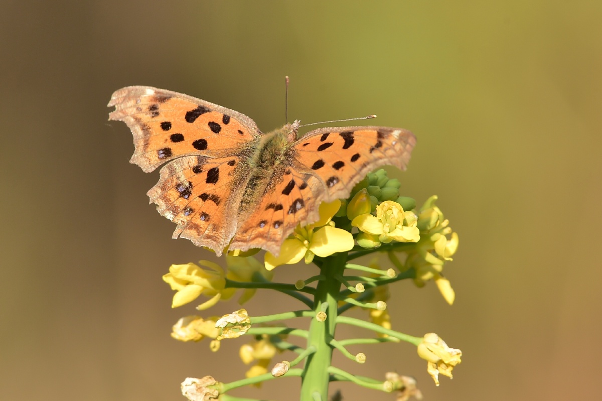 黄钩蛱蝶, - 摄世未深cty - 图虫
