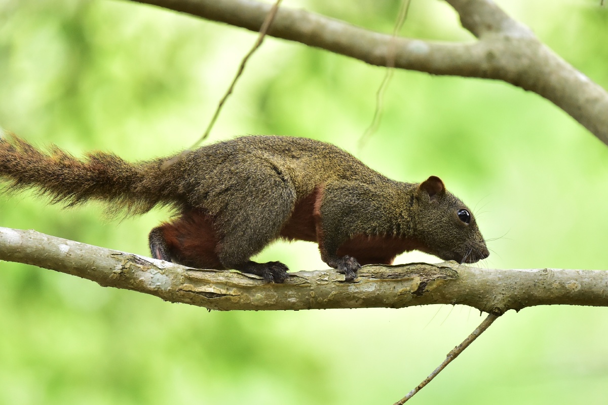 赤腹松鼠