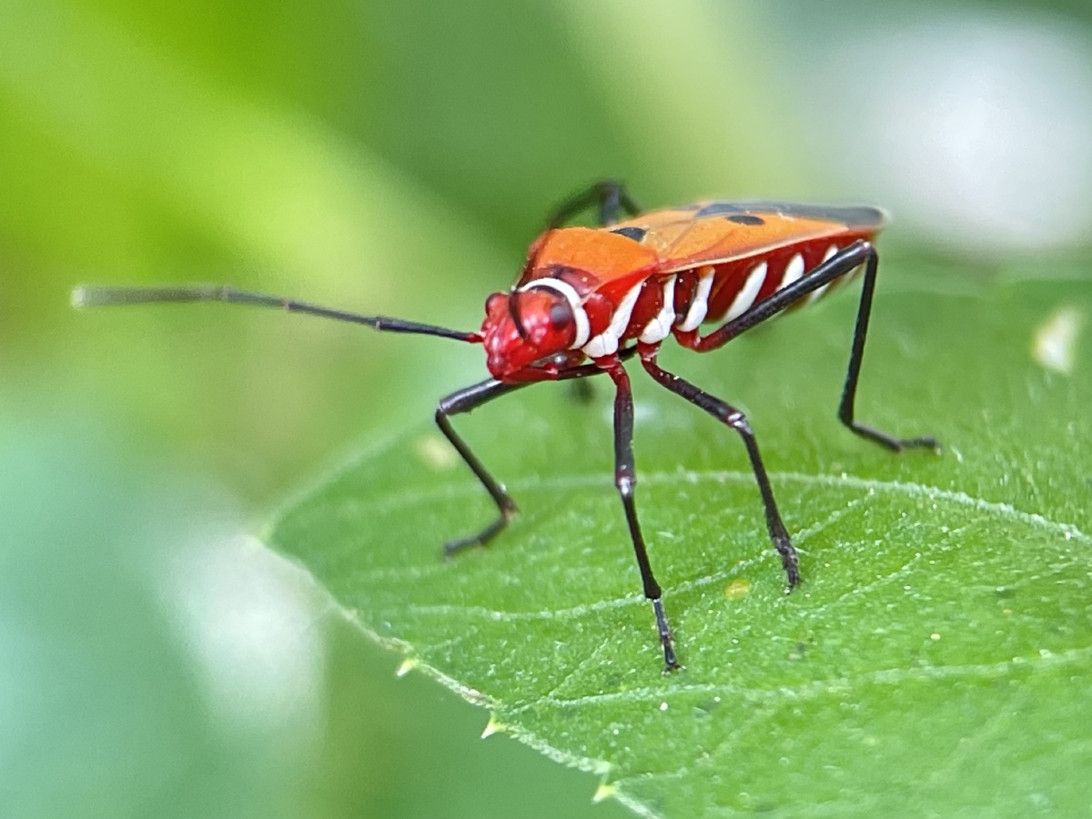 赤星椿象 - 摄世未深cty - 图虫