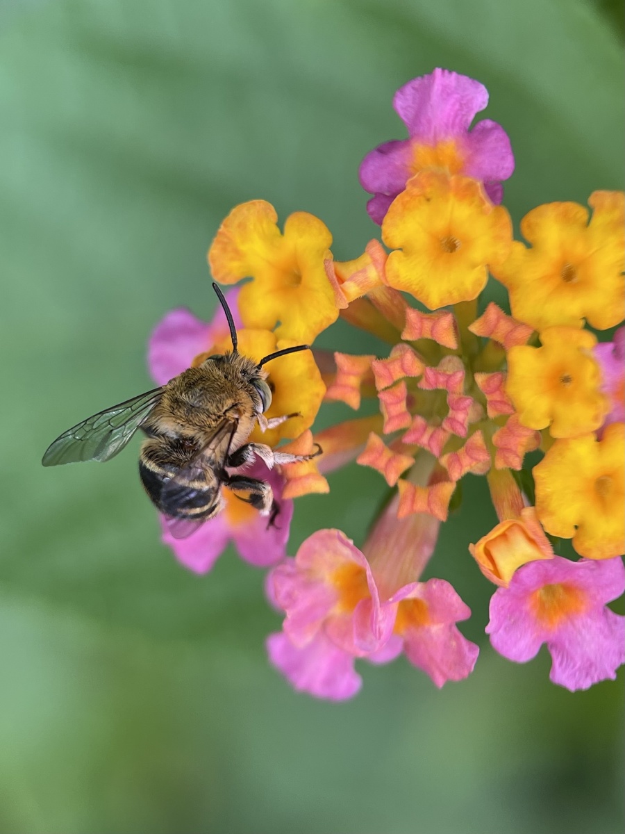 青条花蜂拍了几天算是逮到几张清楚的了