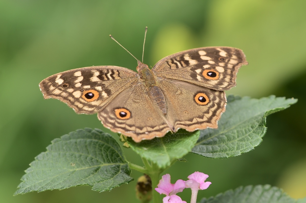 蛇眼蛱蝶, - 摄世未深cty - 图虫