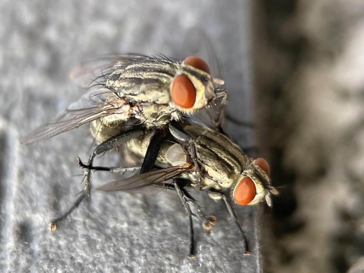 苍蝇交配苹果12promix加卡色大师微距镜头拍摄