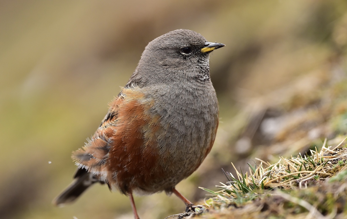 领岩鹨, - 摄世未深cty - 图虫