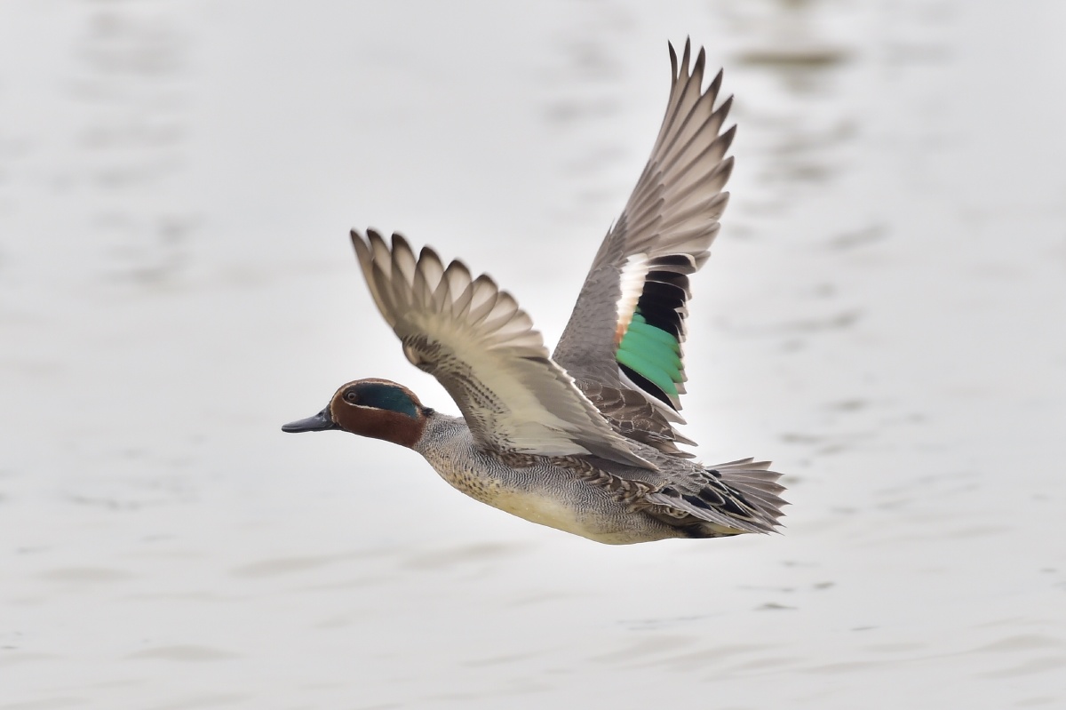 绿翅鸭公在鸭群中感觉在深圳湾的数量不多我是第一次拍也是第一次见