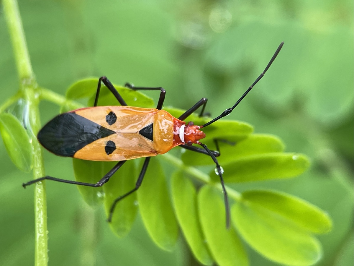 赤星椿象 - 摄世未深cty - 图虫