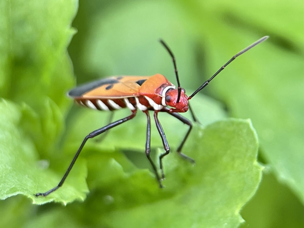 赤星椿象 - 摄世未深cty - 图虫
