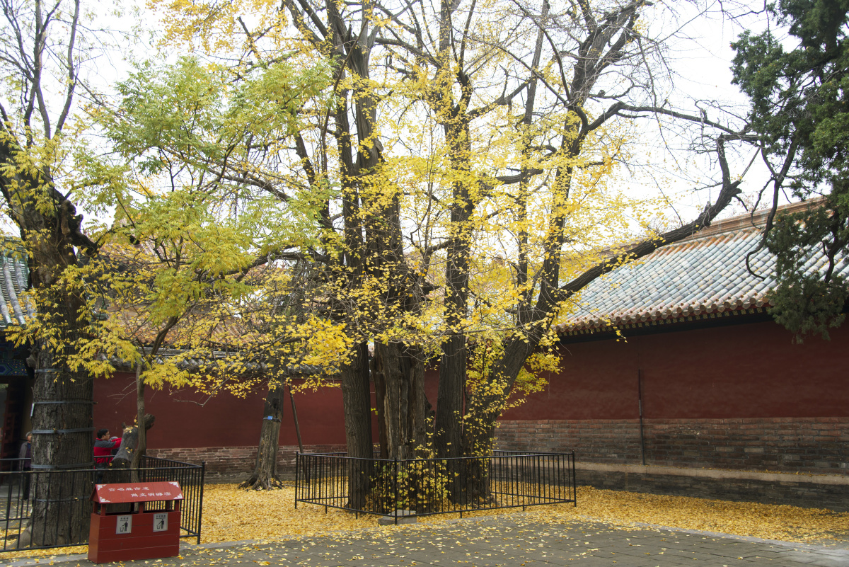 曲阜孔庙里的银杏树