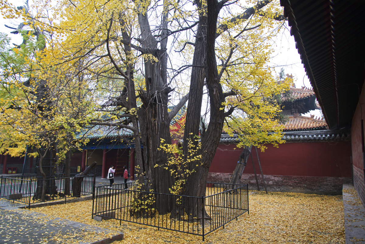 曲阜孔庙里的银杏树