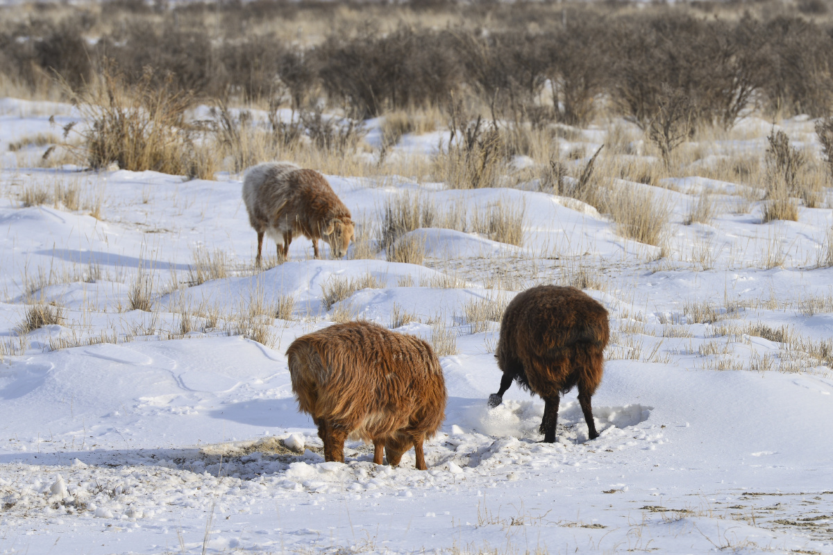 阿勒泰大尾羊拔开积雪啃食牧草