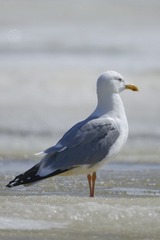 26293