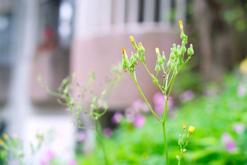 SDIM1268_