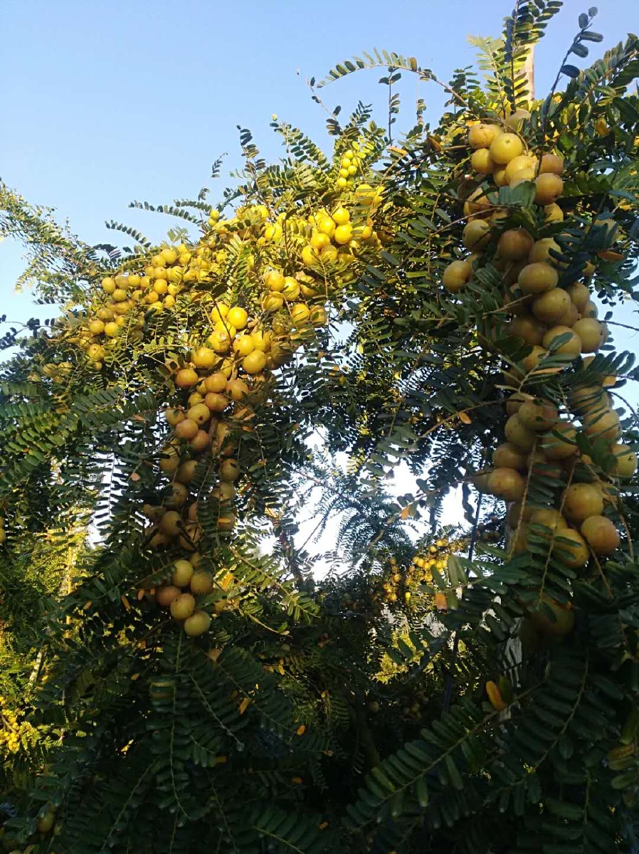油柑树结果 - 雪诺490 - 图虫