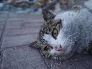 P4295503.JPG