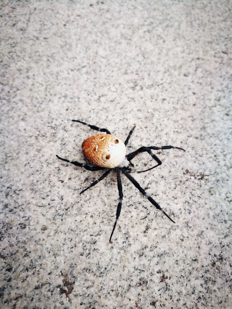 看似无毒的蜘蛛