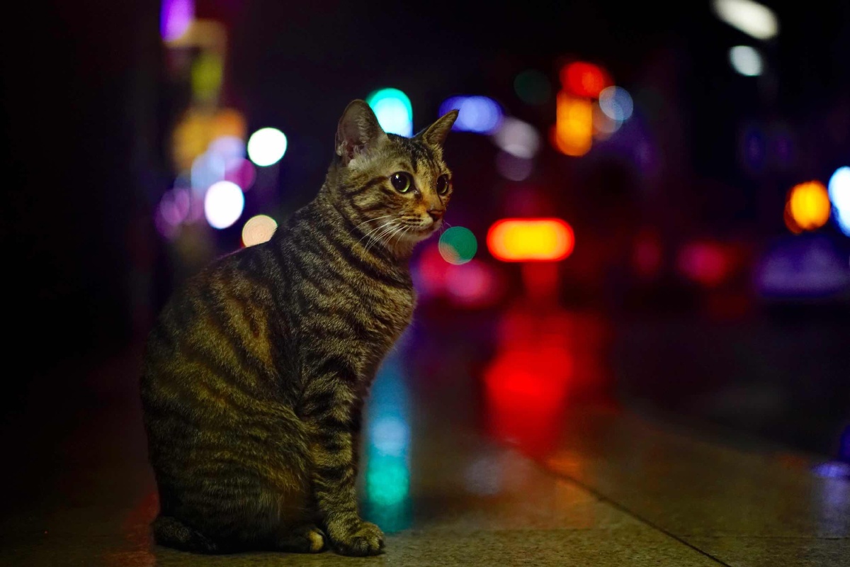霓虹深处的猫