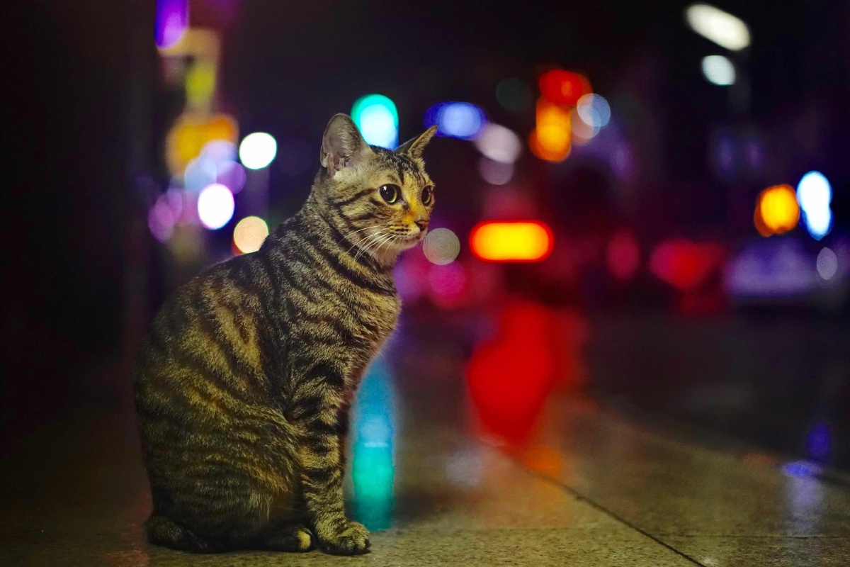 霓虹深处的猫