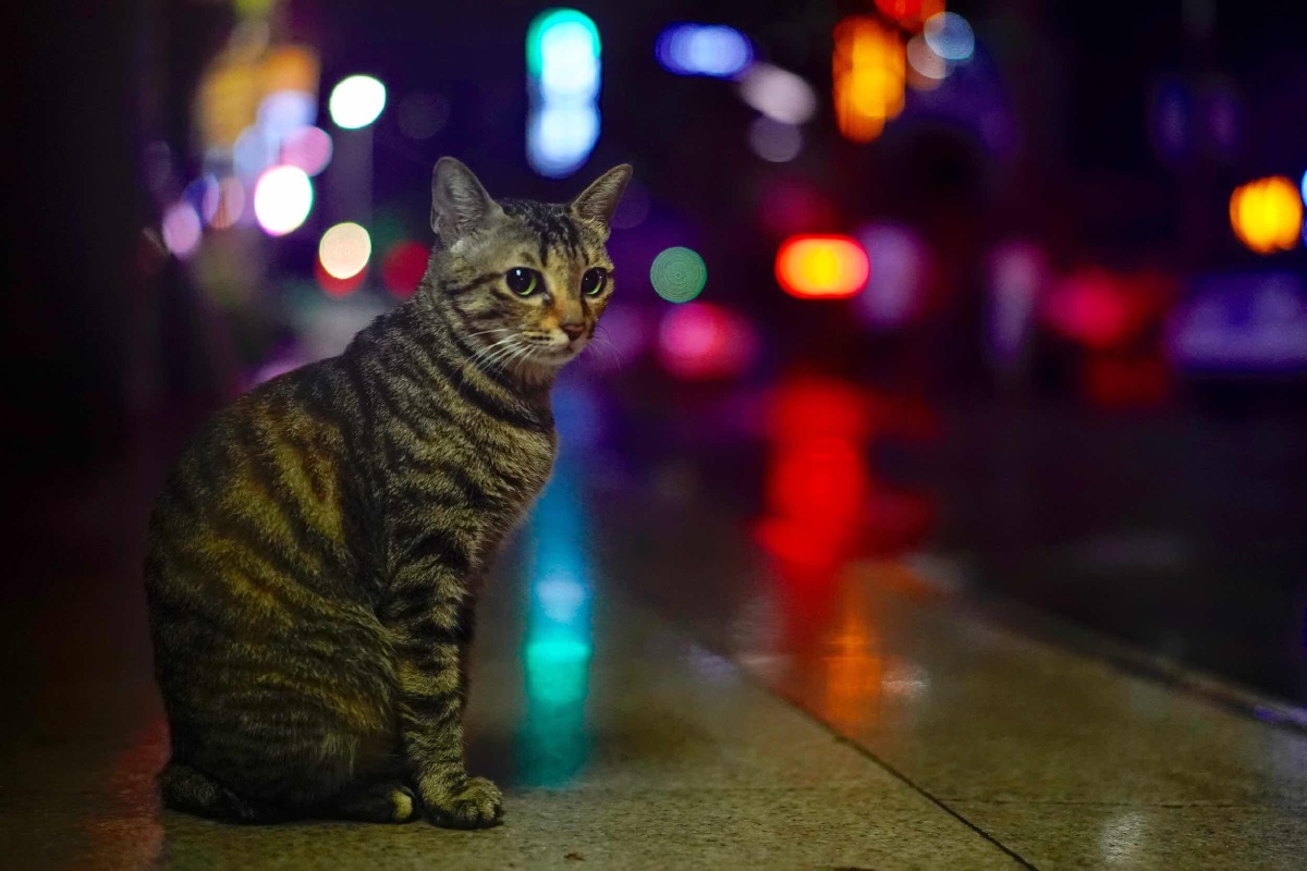 霓虹深处的猫