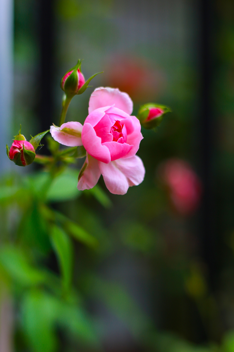 夏日月季花,美丽动人. - 易念涛 - 图虫