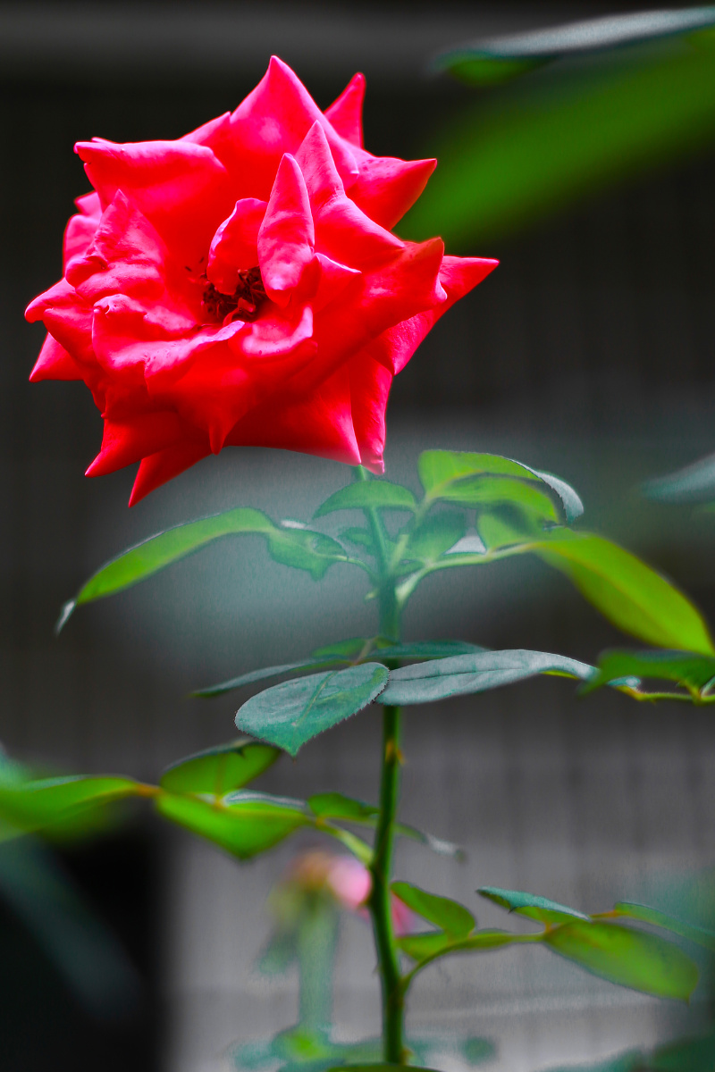 夏日月季花美丽动人