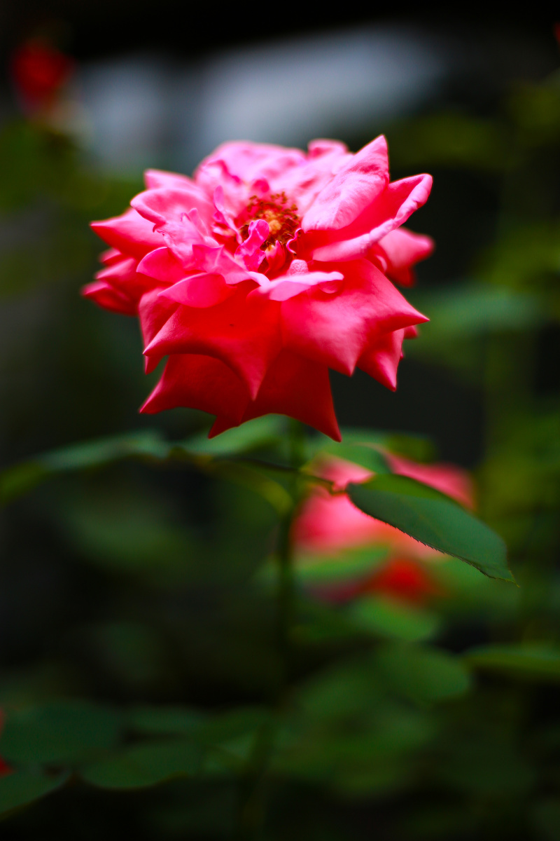 夏日月季花美丽动人