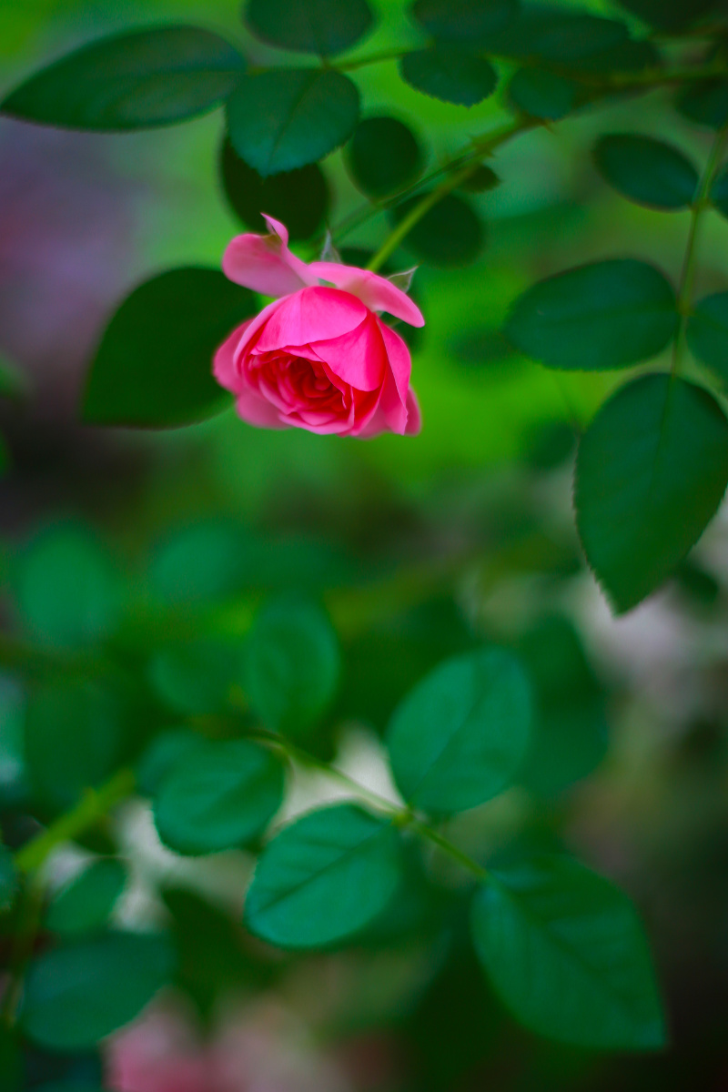 夏日月季花美丽动人
