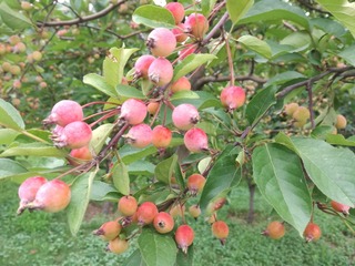 IMG_20170725_074728_1