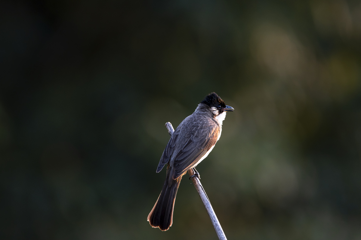 1分钟前 沉寂是汉 关注 晨鸟 点赞是美德,打赏是