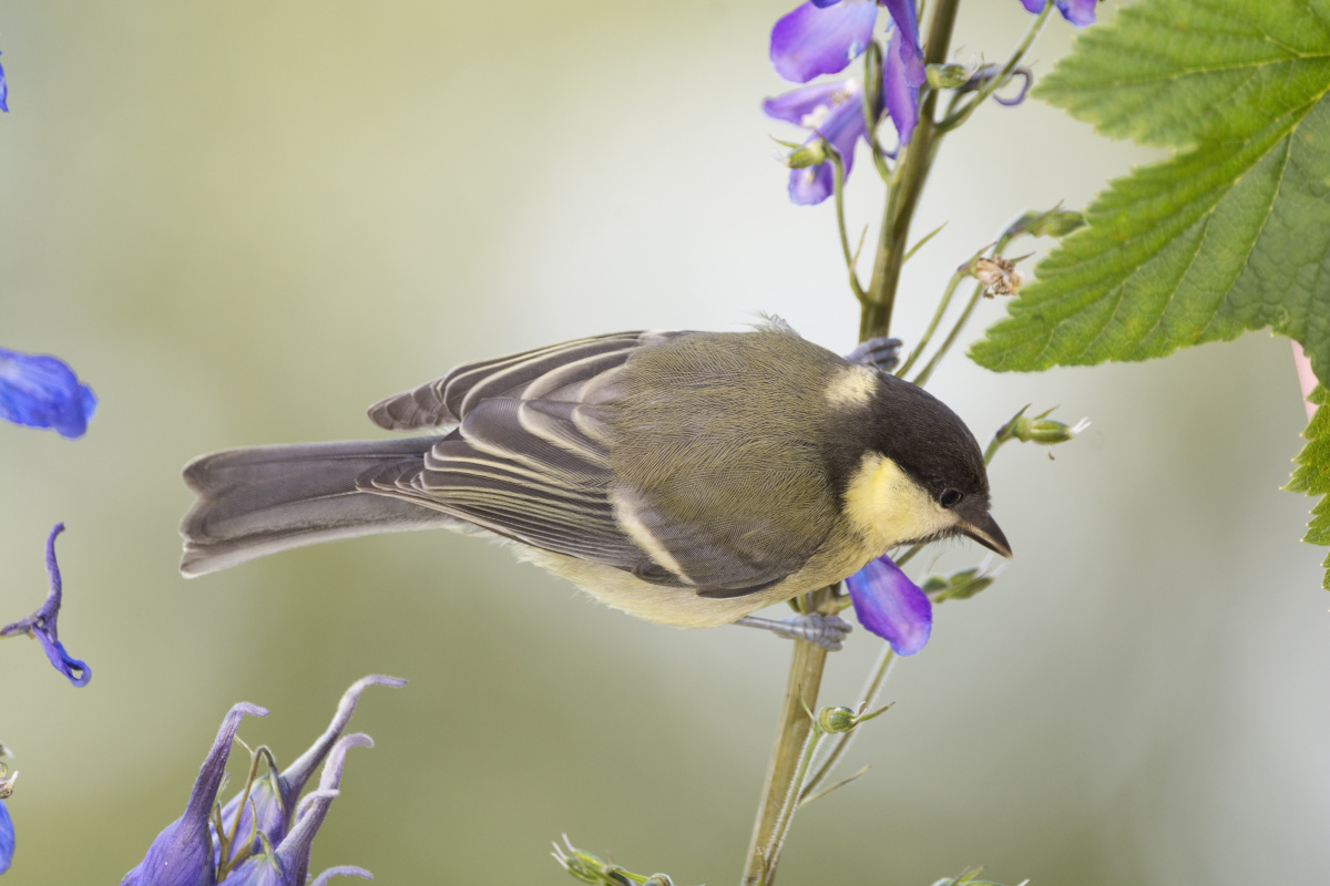 乌兰布统坝上草原白马啸西风